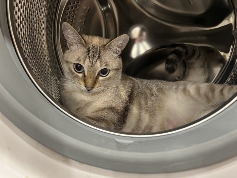 Les propriétaires de chats devront bientôt enregistrer leur animal auprès des autorités