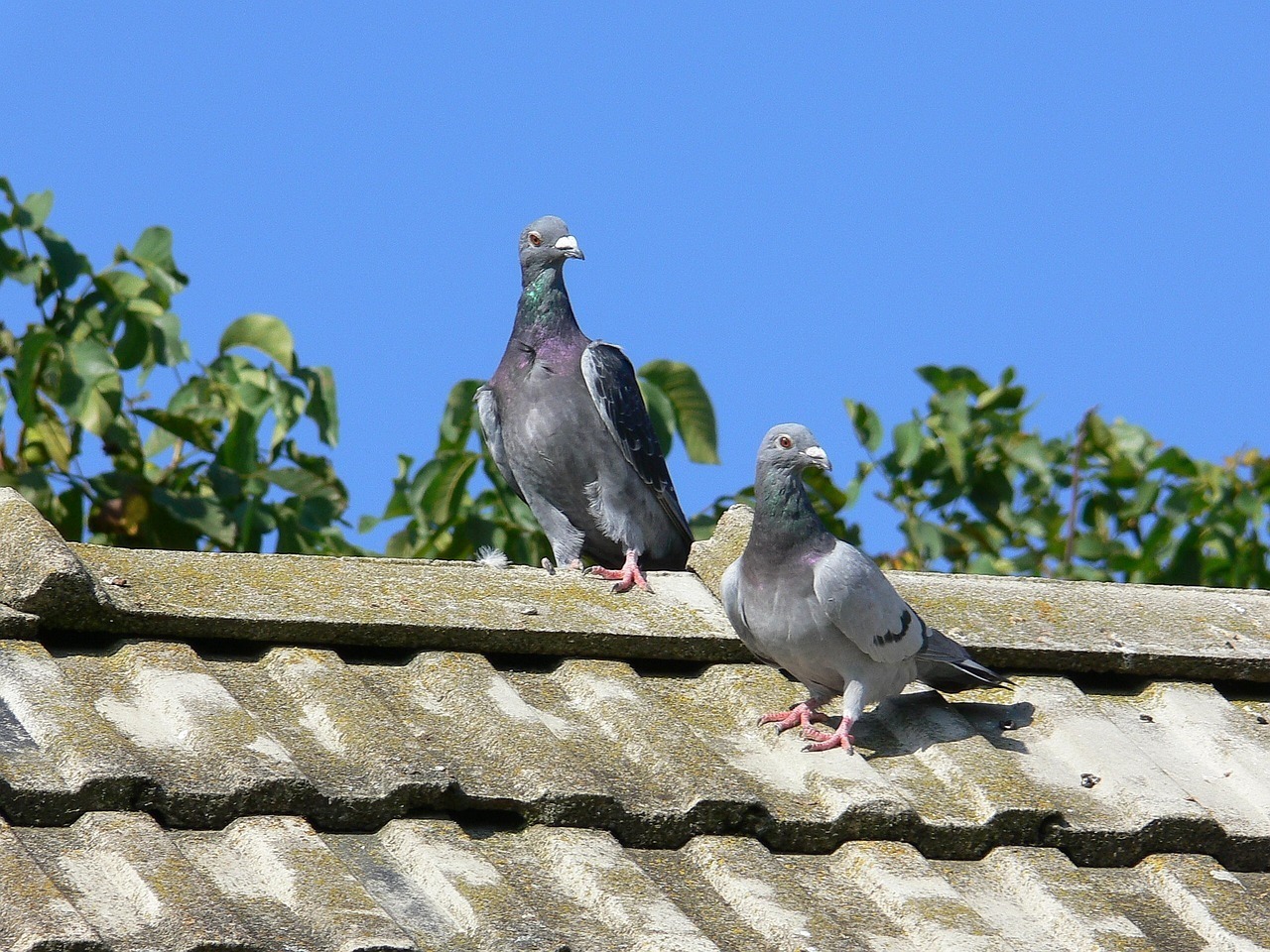 Sept personnes mises en examen pour des courses de pigeons