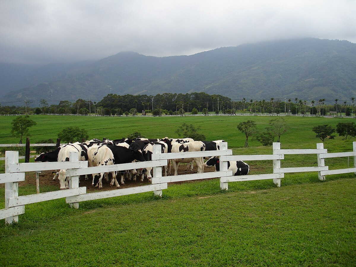 Courrier des auditeurs : le lait, la vache, le bateau et la statue...