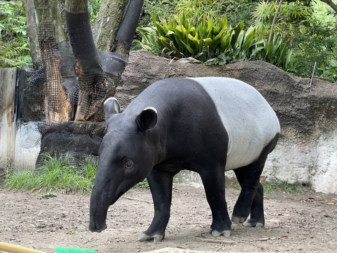 Un tapir de Malaisie mort durant un vol du Japon à Taïwan