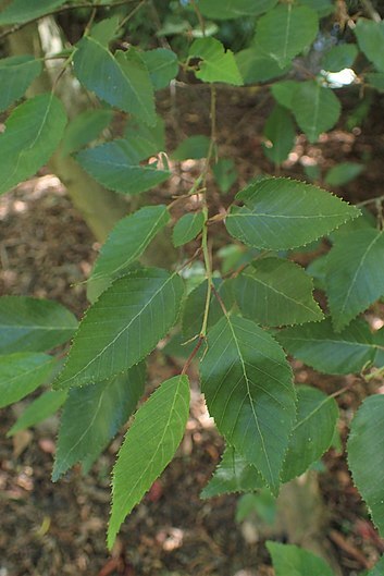 Plantation artificielle de Carpinus kawakamii Hayata
