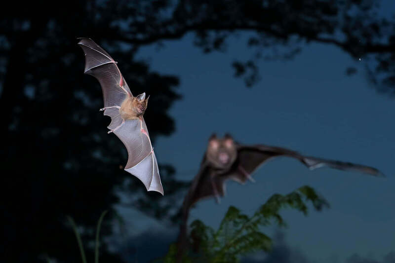 Les chauves-souris à nez de feuille, premiers habitants de la ferme Hiking