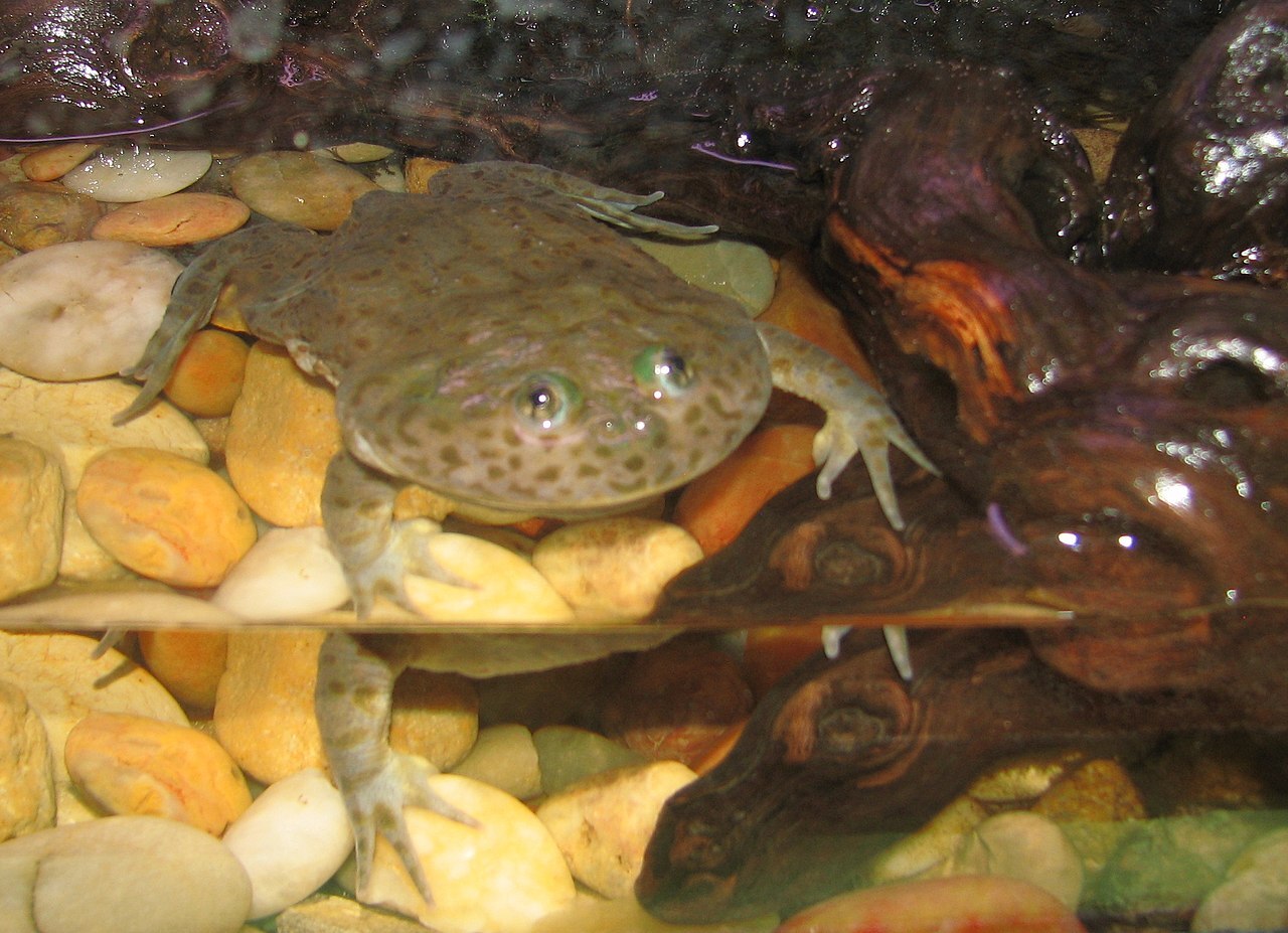 Avoir des grenouilles comme animal de compagnie