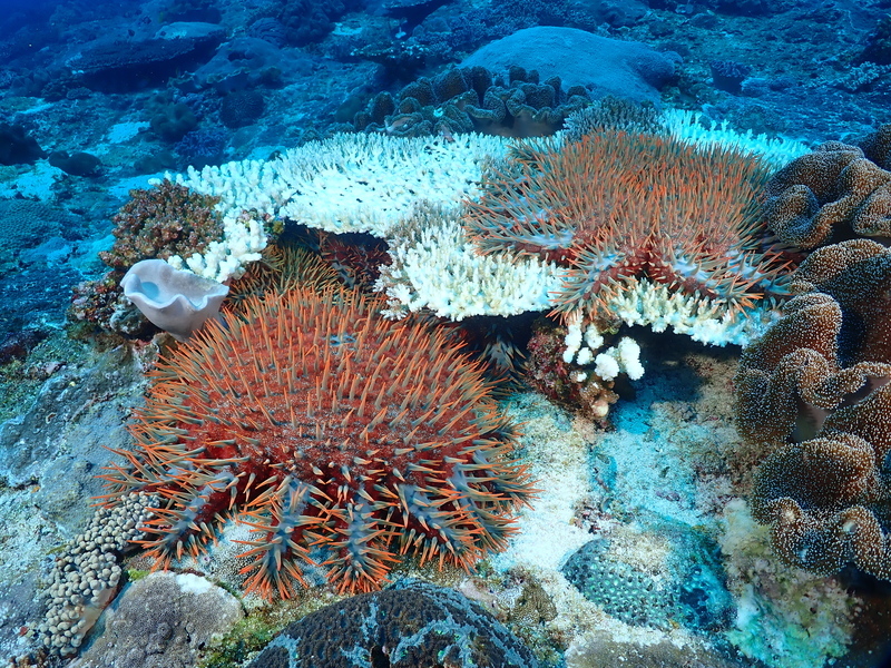 Atoll Dongsha : le récif corallien menacé par une étoile de mer