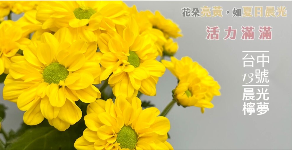 Nouvelle variété de chrysanthème pour l'été