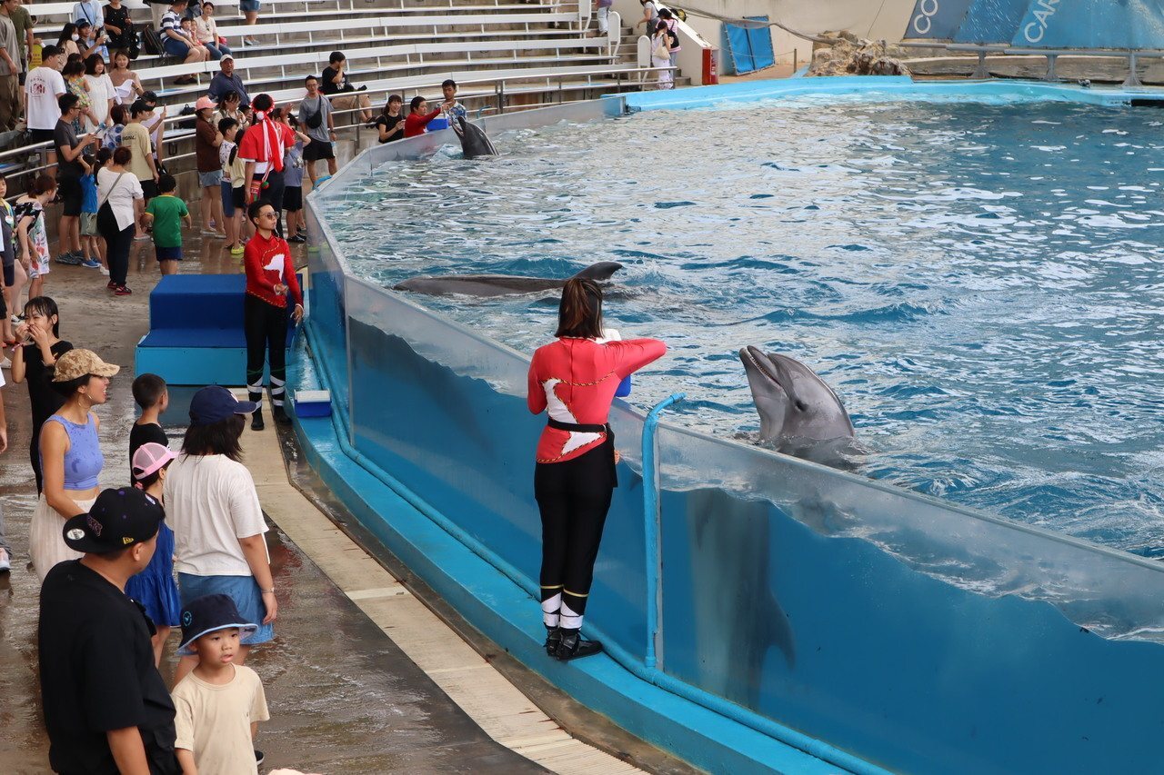 Les spectacles de dauphins bientôt interdits à Taïwan