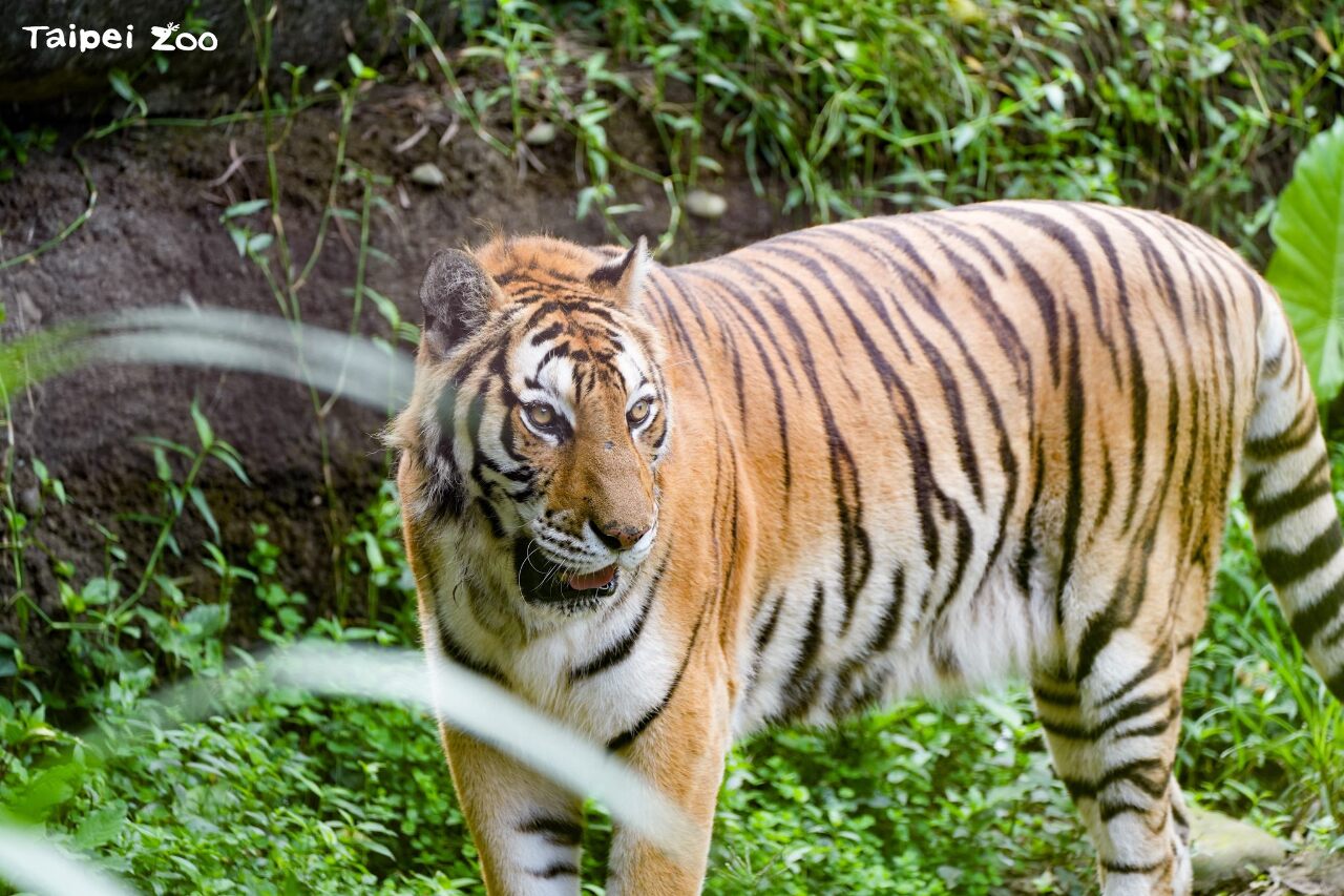 Décès de trois animaux au zoo de Taipei dont deux voient leur espèce disparaître du zoo