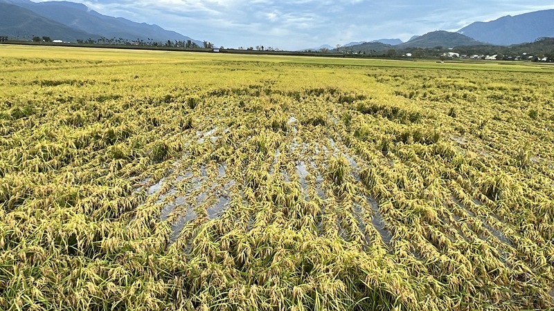 Typhon Kong-rey : une première estimation des pertes agricoles d'1,3 milliards de dollars taïwanais