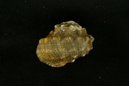 Les escargots-perles sont de retour à Hepingtao