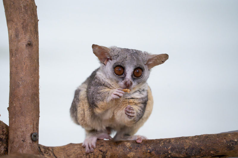 Le Zoo de Taipei accueille cinq nouveaux Galagos du Sénégal