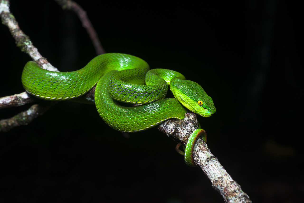 Les serpents à Taïwan sous toutes leurs facettes !