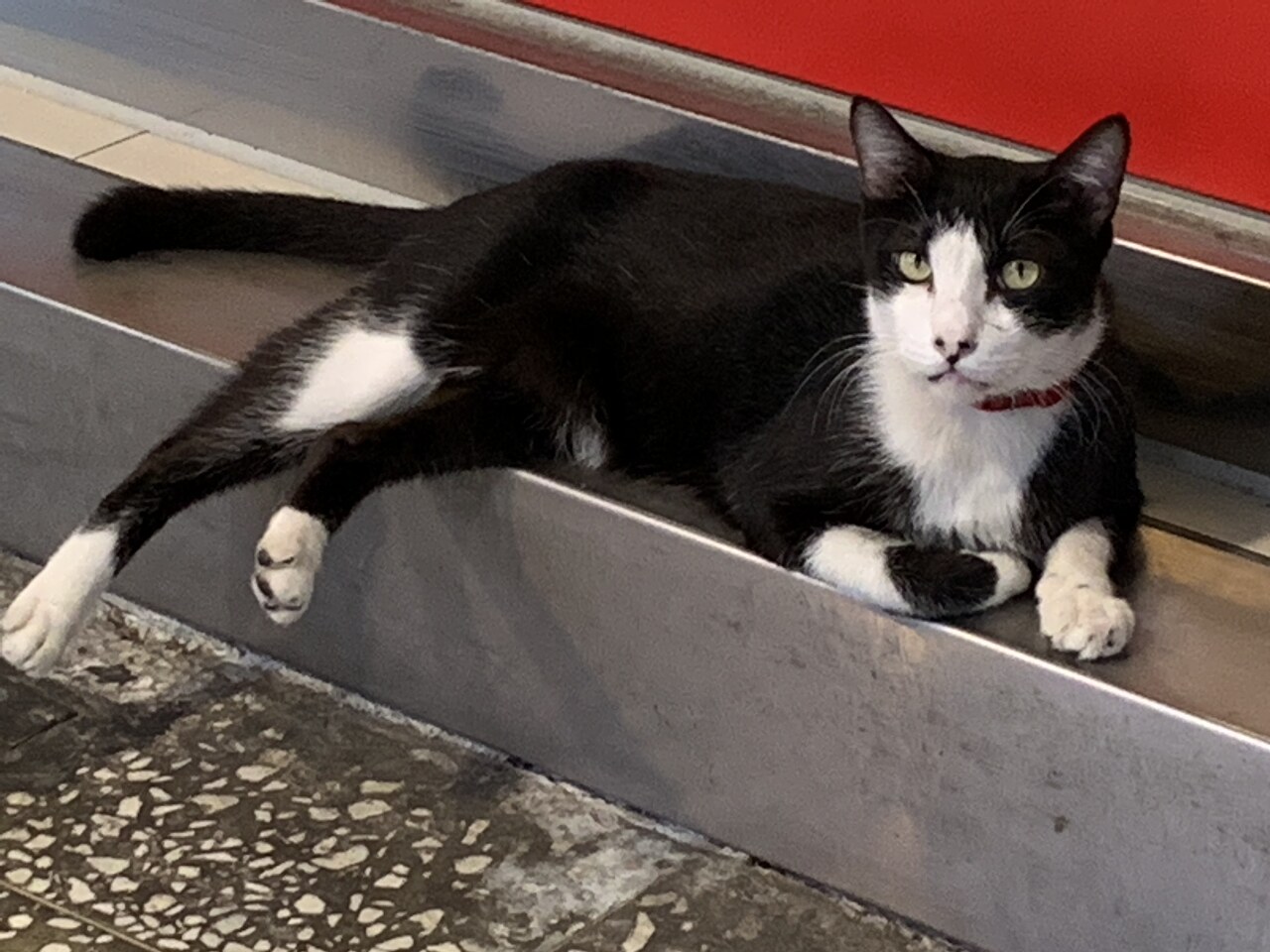 Les puces électroniques désormais obligatoires pour tous les chats de compagnie