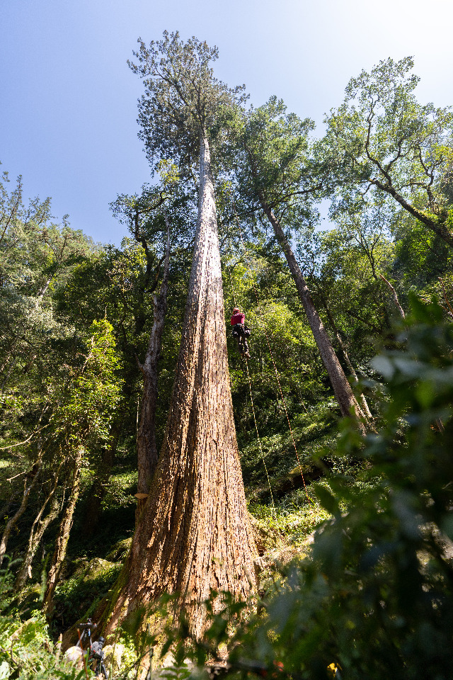 Photographier le plus grand arbre de Taïwan