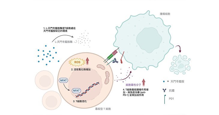 Une percée médicale ouvre de nouvelles perspectives en immunothérapie