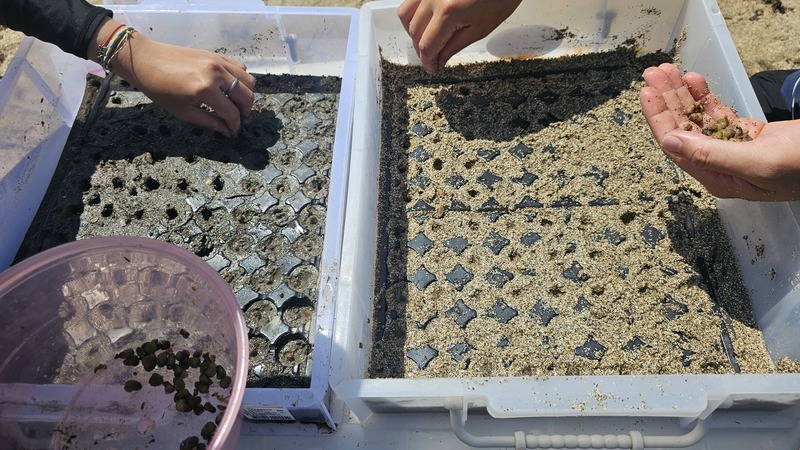 Projet de replantation des herbes marines à Taitung