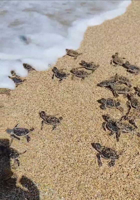 Une centaine de petites tortues vertes nées sur les plages de Kenting